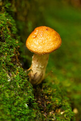 Golden pholiota mushroom in Goodwin State Forest, Hampton, Connecticut.