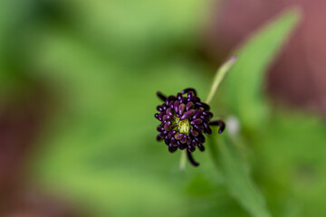 Phyteuma ovatum flower growing in mountains, macro