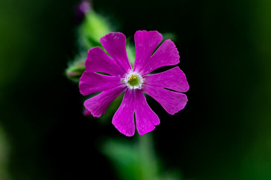 Silene dioica flower in meadow, close up shoot
