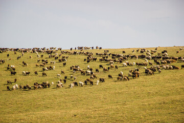 Fototapeta premium A herd of sheep grazing on the beautiful green meadow in highlands on a sunny Summer day
