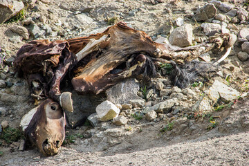 The corpse of a horse in the mountains of Kazakhstan