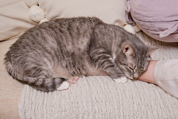 A big gray cat is sleeping snuggled up to a woman leg