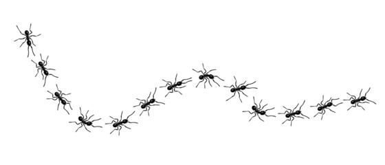 Worker ants trail line flat style design vector illustration isolated on white background. Top view of ants bug road trail marching in the line row. Pest control or insect searching concept.