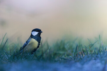 Great Tit Parus major, a passerine bird, on frosty ground