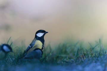Great Tit Parus major, a passerine bird, on frosty ground