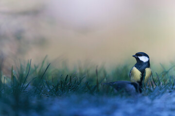 Great Tit Parus major, a passerine bird, on frosty ground