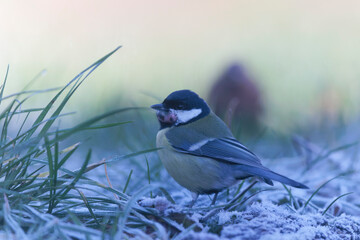 Great Tit Parus major infected by a poxvirose