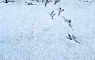 footprints in snow