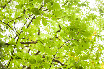 Fototapeta premium foliage inside an Italian forest at fall