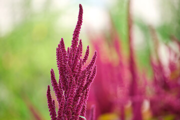 Indian red amaranth plant growing in summer garden. Leaf vegetable, cereal and ornamental plant,...