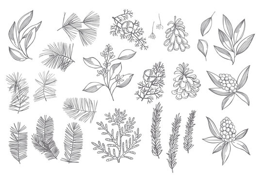 Christmas plants set. Sketch  illustration.