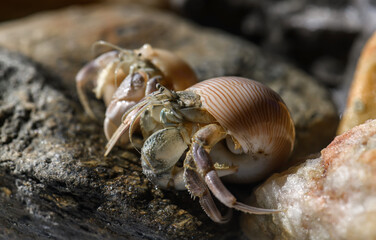 Macro photo of small hermit crab on the seashore rock.