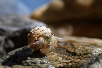 Macro photo of small hermit crab on the seashore rock.