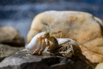 Macro photo of small hermit crab on the seashore rock.