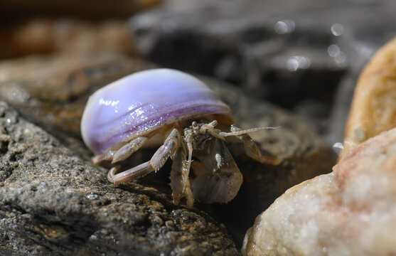 Macro photo of small hermit crab on the seashore rock.