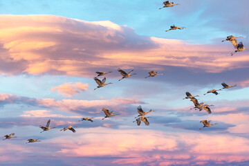 Flock of Sandhill Crane (Antigone canadensis) in flight