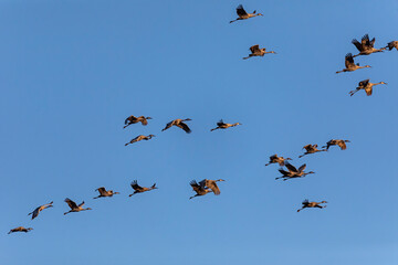Flock of Sandhill crane in flight