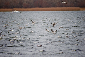 Seagulls on a cold, windy autumn day on the water surface of the river.