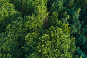 Naklejka premium Top down flat aerial view of dark lush forest with green trees canopies in summer