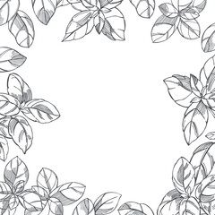 Hand drawn spicy herbs.