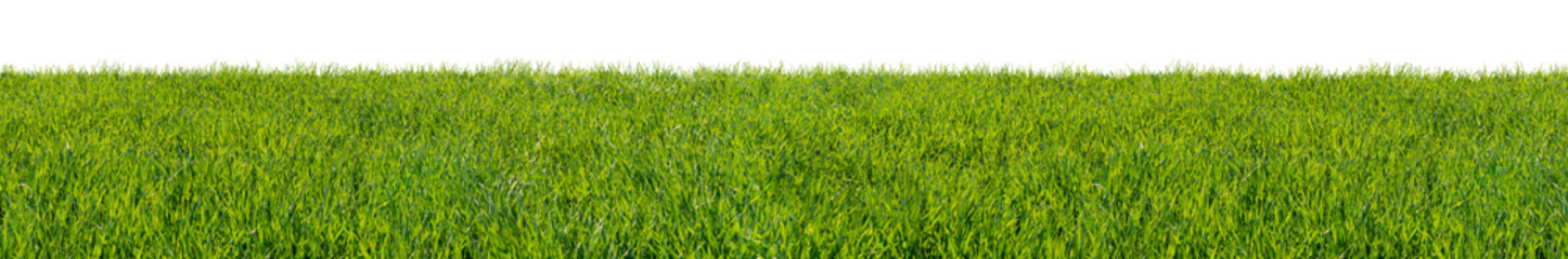 Green grass field, isolated on white background
