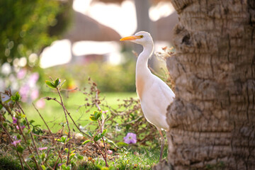 White cattle egret wild bird, also known as Bubulcus ibis walking on green lawn in summer