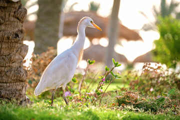 White cattle egret wild bird, also known as Bubulcus ibis walking on green lawn in summer