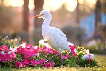White cattle egret wild bird, also known as Bubulcus ibis walking on green lawn in summer