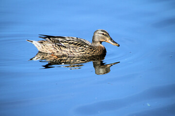 A close up of a Mallard Duck on the water