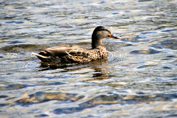 A close up of a Mallard Duck on the water