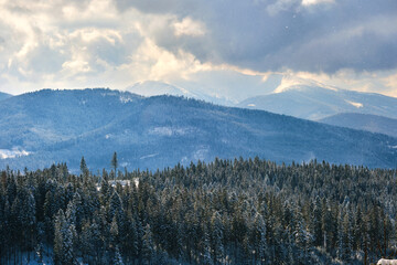 Winter landscape with spruse trees of snow covered forest in cold mountains