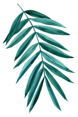 Watercolor Palm Leaf on a white background. abstract painting illustration