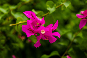 Purple Bougainvillea in the bright sun