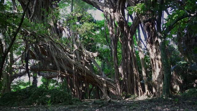 沖縄本島で一番古いという説があるガジュマルの大木があるうるま市のシヌグ堂