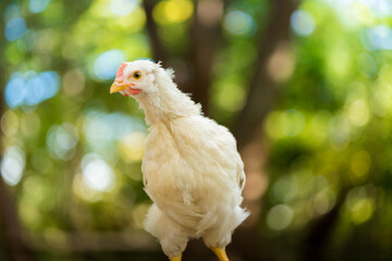 秋の公園で元気で遊んでいる可愛い鶏