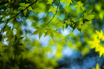 秋の綺麗な緑色の紅葉の風景