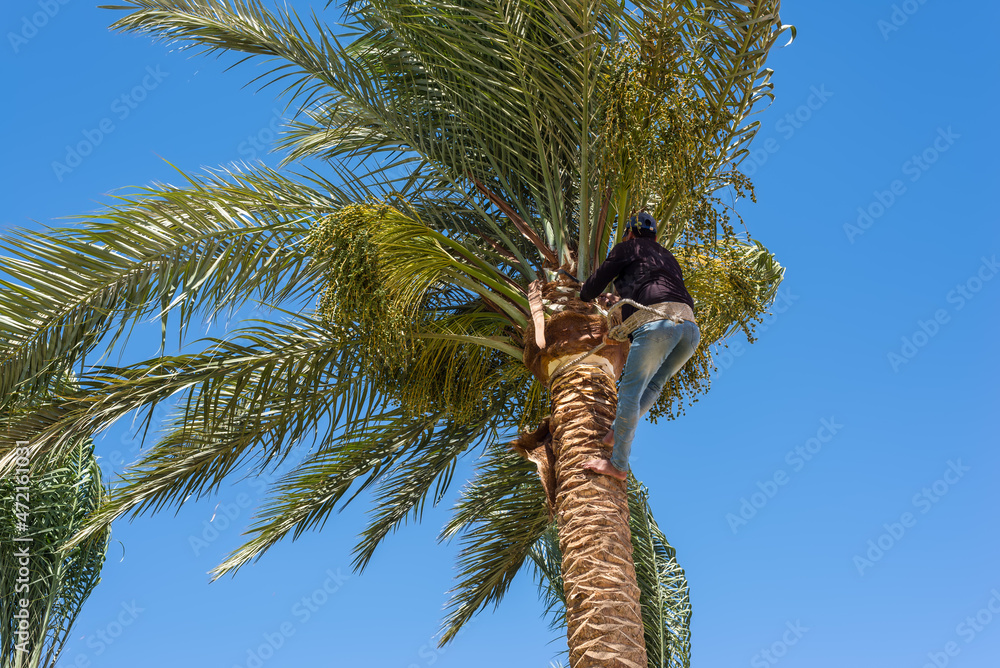 Wall mural man working at the top of a palm tree pruning the leaves helping himself with a well-used rope. clea