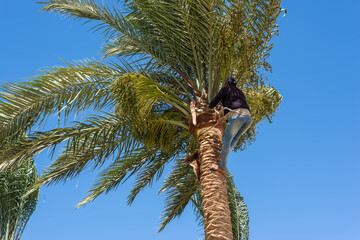 Man working at the top of a palm tree pruning the leaves helping himself with a well-used rope. Cleaning and cutting palm trees. Dangerous job.