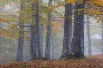 Fog covering an autumn forest.
