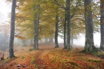Fog covering an autumn forest.