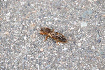 長野県のアスファルトの上で捕まえたおけら