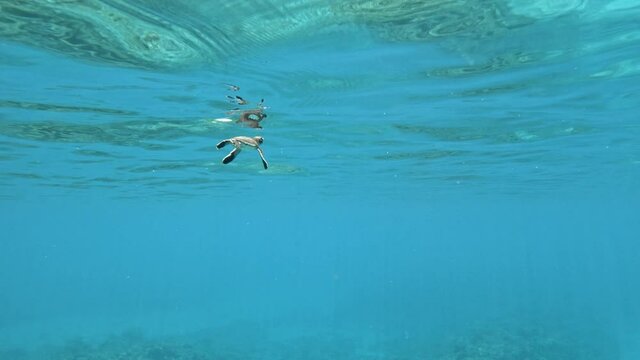A Baby Seaturtle Slowly Swimming Through The  Clear Ocean. - slow motion - underwater shot
