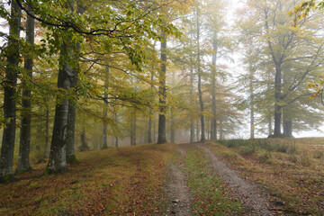 Colorful autumn forest covered by fog