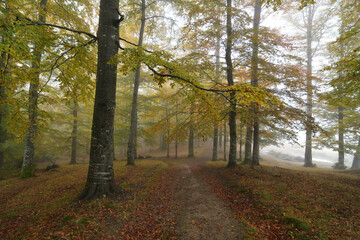 Colorful autumn forest covered by fog