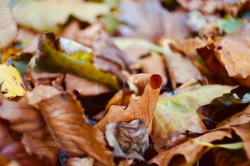 fallen autumn leaves