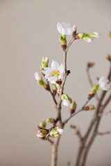 Obraz premium 啓翁桜の枝、桜が綻んでいる様子。山形産の啓翁桜