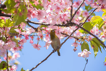 神奈川県川崎で撮影したソメイヨシノと花を啄む鶯