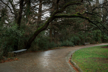 Park alley rain. A walk on a cloudy day through an empty green park. The concept of rainy days., emptiness, loneliness. One warm winter day. Tall coniferous trees arched over the road, wet sidewalk