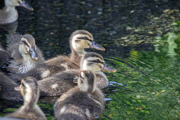カルガモの赤ちゃんたち、ピヨピヨと囀る声が親を虜にします。