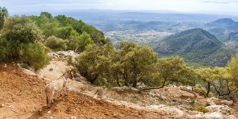 Donkey with view on landscape scenery at Castell Alaro Mallorca travel traveling holidays vacation panorama in Spain